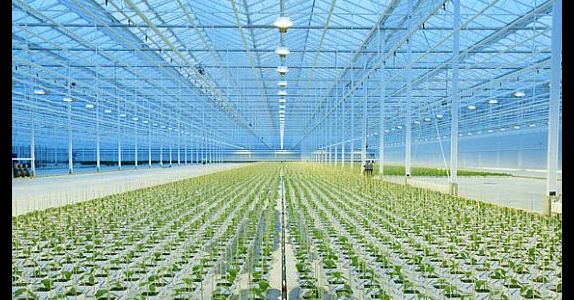 В Ленобласти хотят построить тепличный комплекс для выращивания хризантем